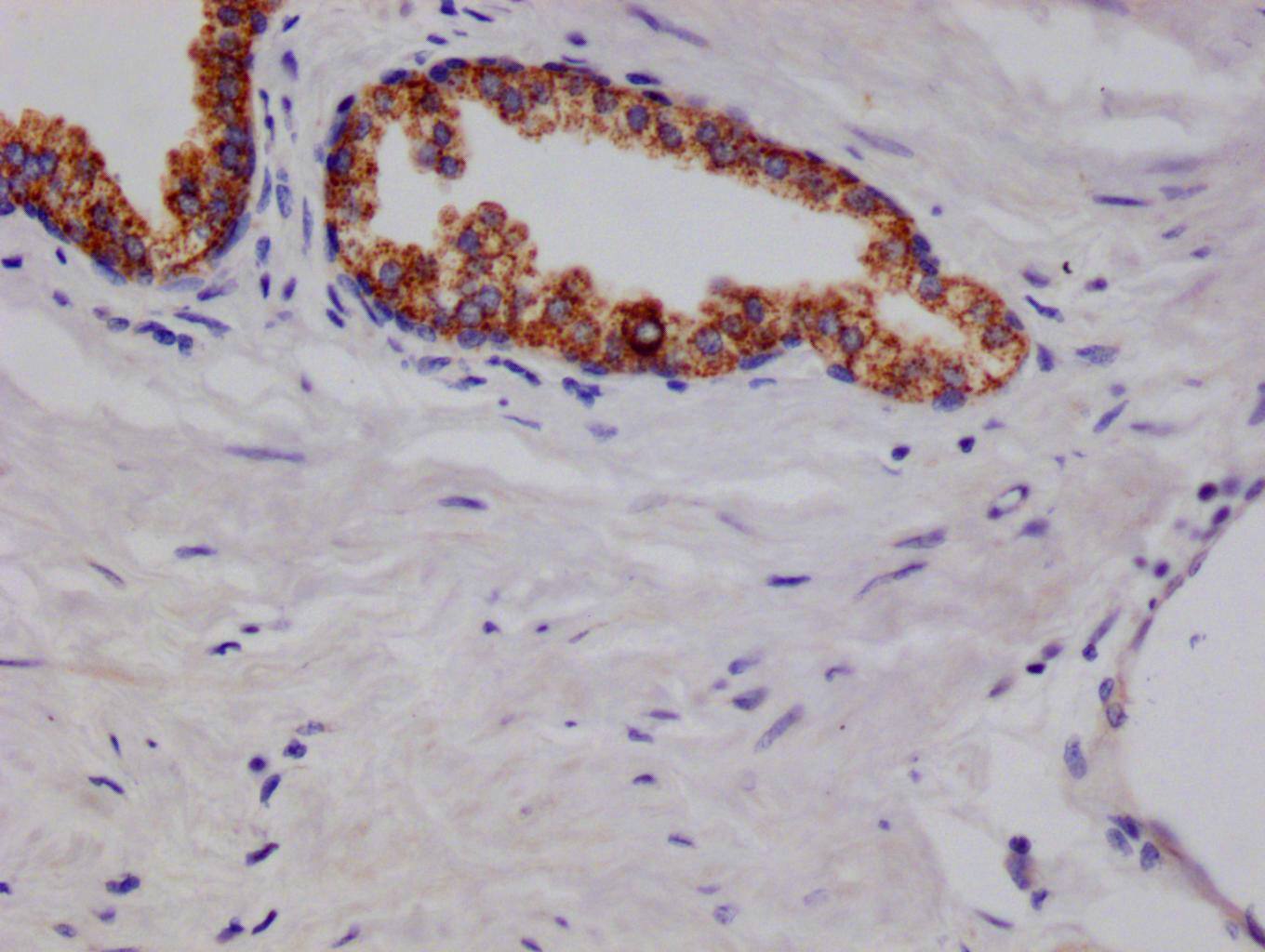 ARG2 Antibody (9A4)