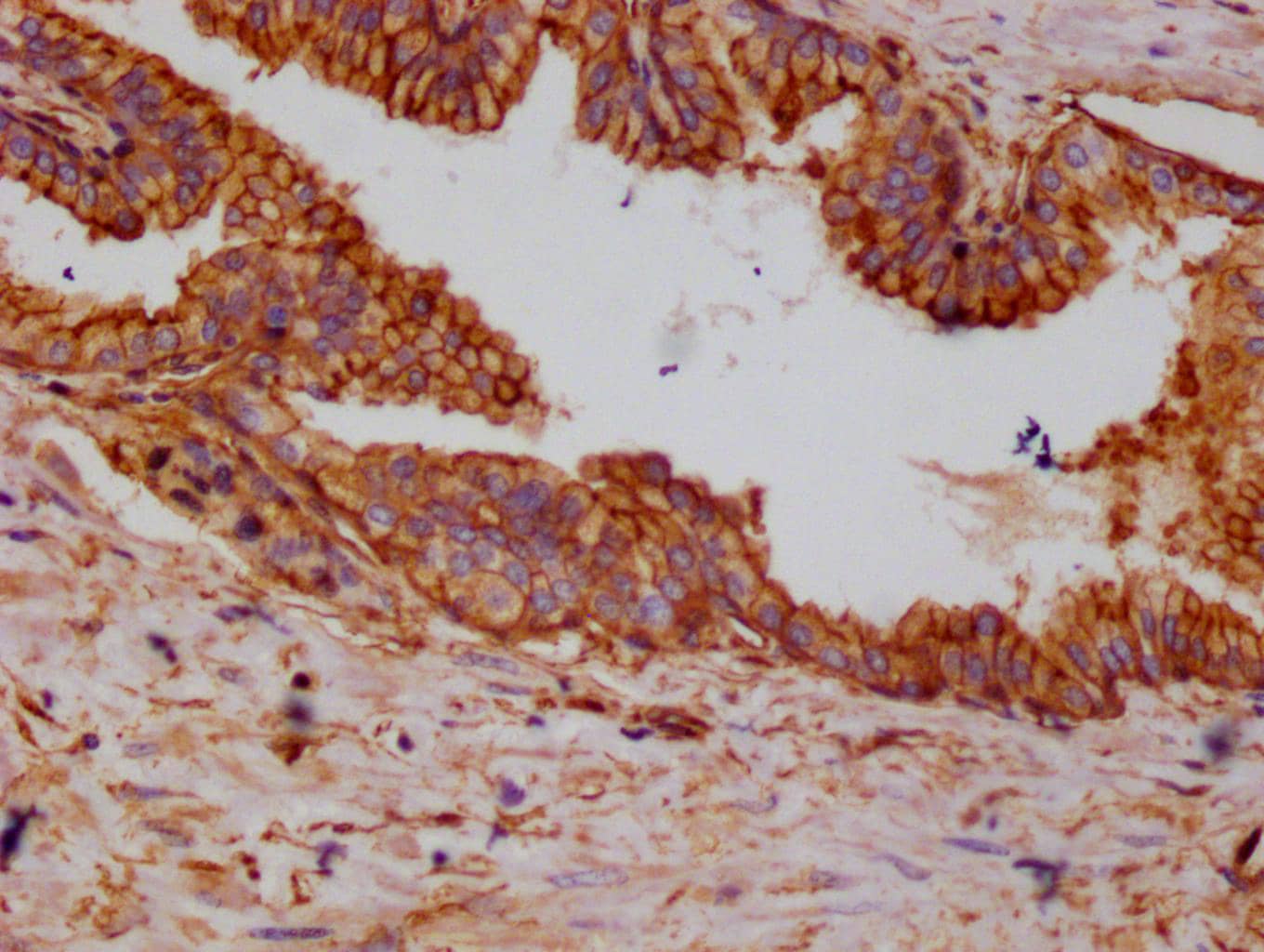 Annexin A2 Antibody (10H9)