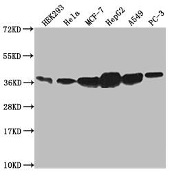 Annexin A2 Antibody (10H9)