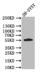 AKT1/2/3 Antibody (16E10)