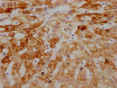 AIF Antibody (4B2)