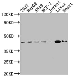 AGTR-2 Antibody (6C7)