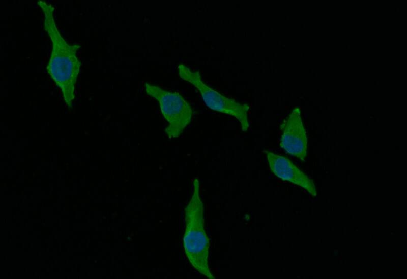 Ago2/eIF2C2 Antibody (7C2)