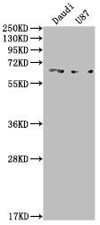 ALK-1 Antibody (8B6)