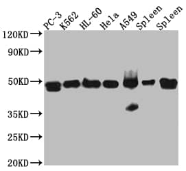 ACTR3 Antibody (7E5)