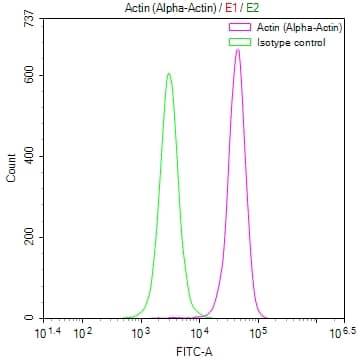 Actin Antibody (4C1)