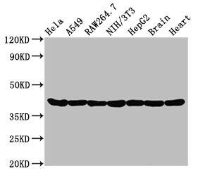 Actin Antibody (25E3)