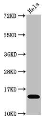 Histone H3.1 [ac Lys4] Antibody (4H6)