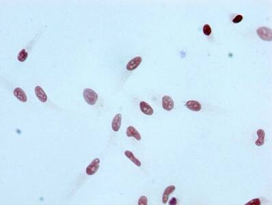 Histone H3.1 [ac Lys4] Antibody (4H6)