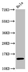 Histone H3.1 [ac Lys56] Antibody (3H2)