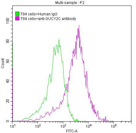 GUCY2C Antibody (2E5)
