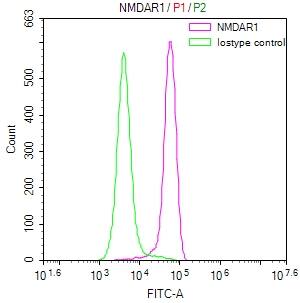 NMDAR1 Antibody (24F5)