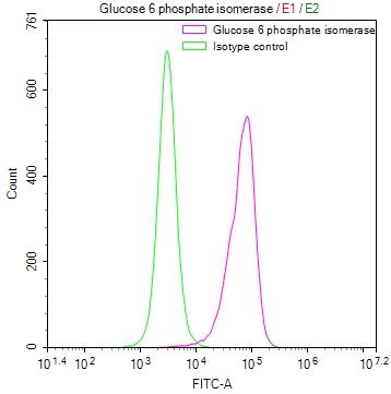 Glucose 6 phosphate isomerase Antibody (12A4)