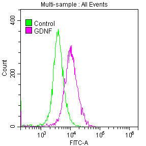 GDNF Antibody (11D2)