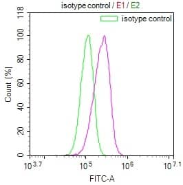 GALT Antibody (19E1)