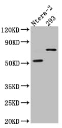 GABA-AR alpha 5 Antibody (5C11)