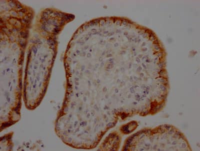 Furin Antibody (1C3)