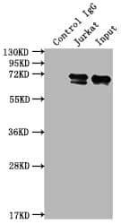 FUBP1 Antibody (7C3)