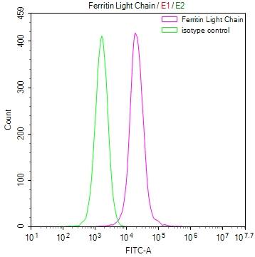 Ferritin Light Chain Antibody (12D12)