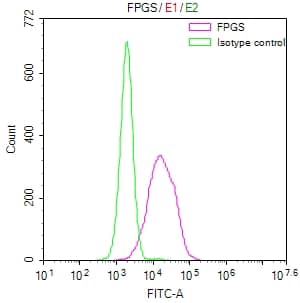 FPGS Antibody (30C11)