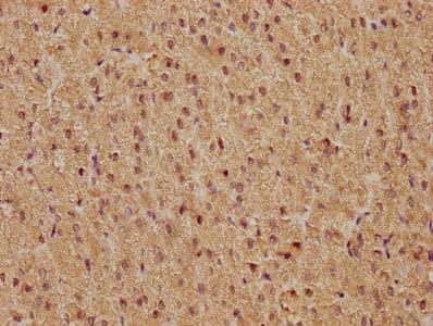 c-Fos Antibody (14C10)