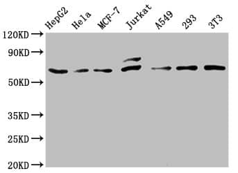 c-Fos Antibody (14C10)
