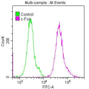 c-Fos Antibody (14C10)