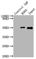 FNTB Antibody (5H4)