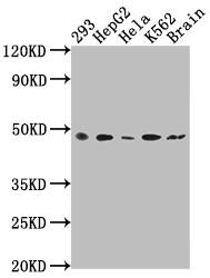 FNTB Antibody (5H4)