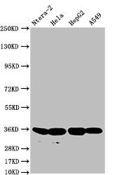 FGF-19 Antibody (11H3)