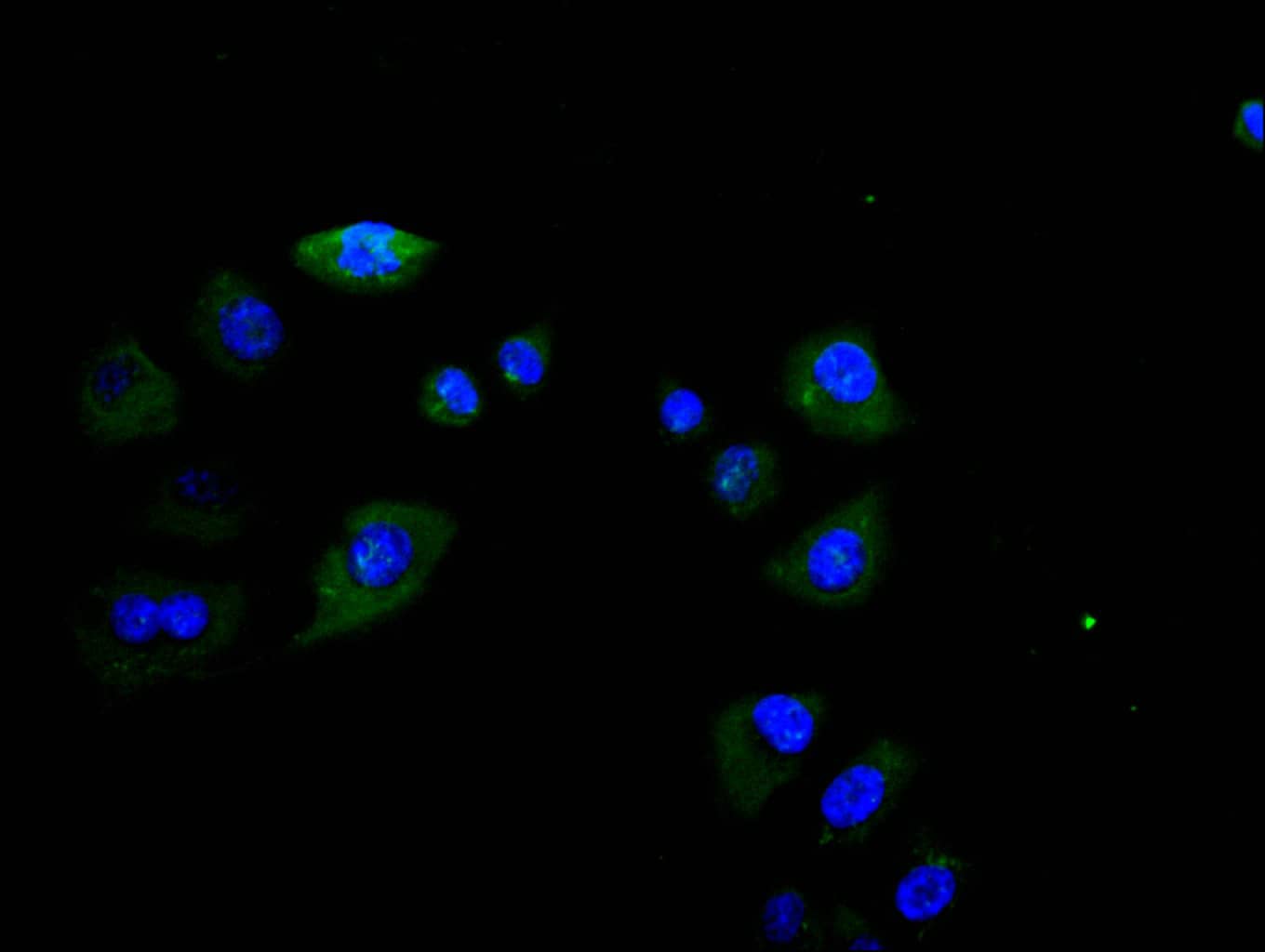 Fc gamma RIIIA/CD16a Antibody (28C11)