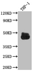 Fc gamma RIIA/CD32a Antibody (3B6)