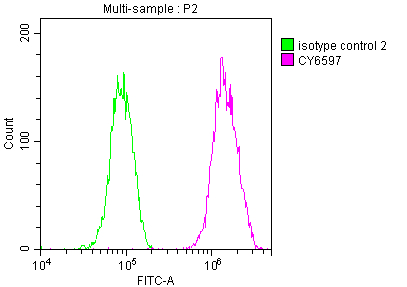 Fatty Acid Synthase/FASN Antibody (2A5)