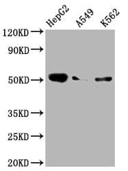 Factor IX Antibody (3G3)