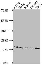 eIF5A Antibody (5E1)