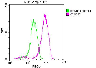 eIF5A Antibody (5E1)