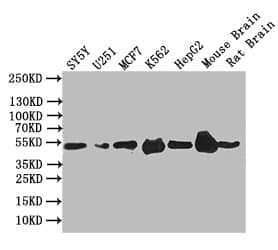 EGR2 Antibody (27C3)