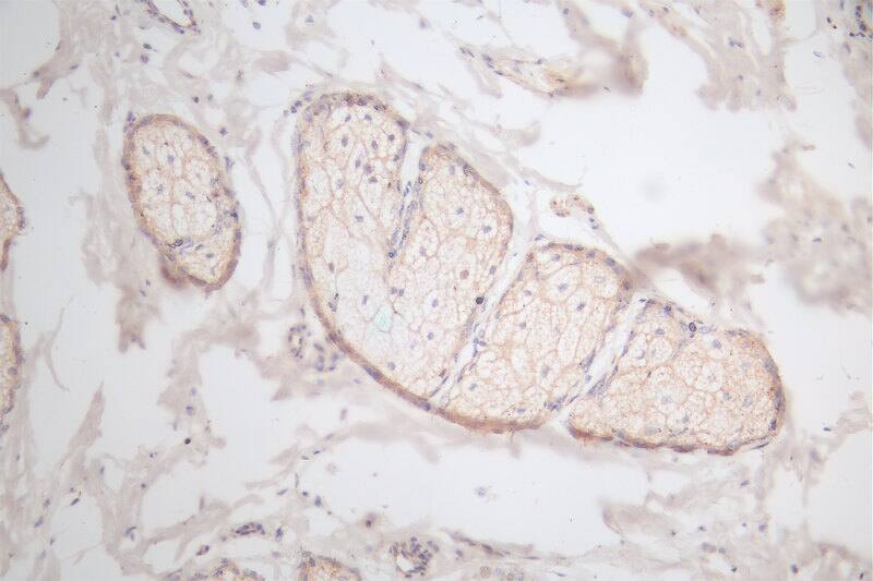 EGF Antibody (18B12)