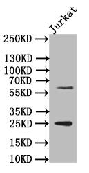 EBI3 Antibody (12H5)