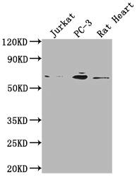 E2F-1 Antibody (1D12)