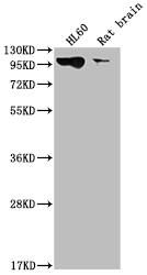 Dynamin 2 Antibody (1D8)