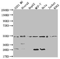 HDJ2 Antibody (23C6)