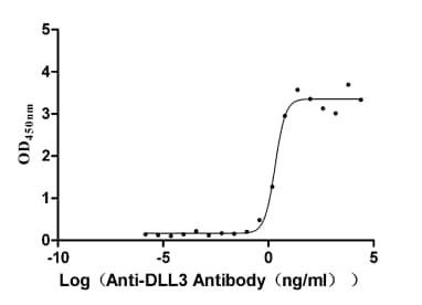 DLL3 Antibody (7B7)