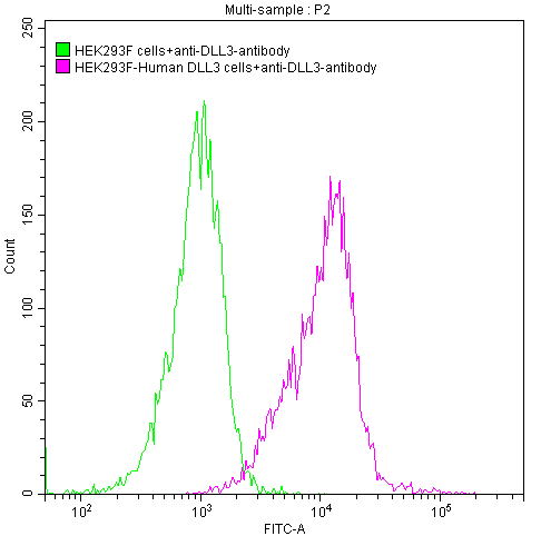 DLL3 Antibody (7B7)