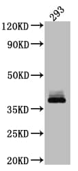 Dkk-1 Antibody (1D12)