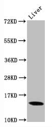 Histone H3.1 [Dimethyl Lys9] Antibody (1A10)