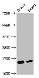 Histone H3.1 [Dimethyl Lys4] Antibody (6F6)