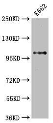 DGCR8 Antibody (2H2)