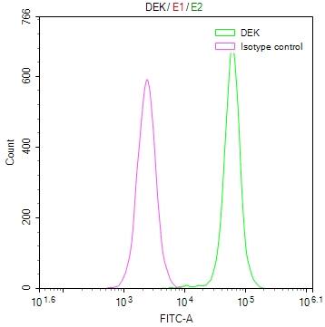DEK Antibody (20D2)