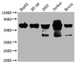 DDX5 Antibody (2C3)